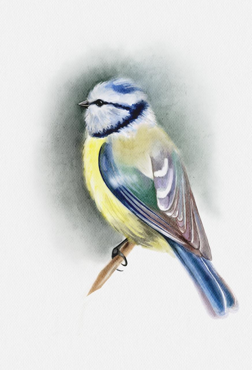 Blue tit