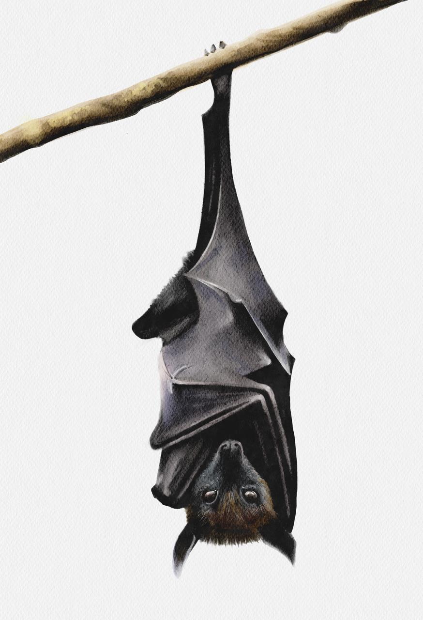 Flying fox