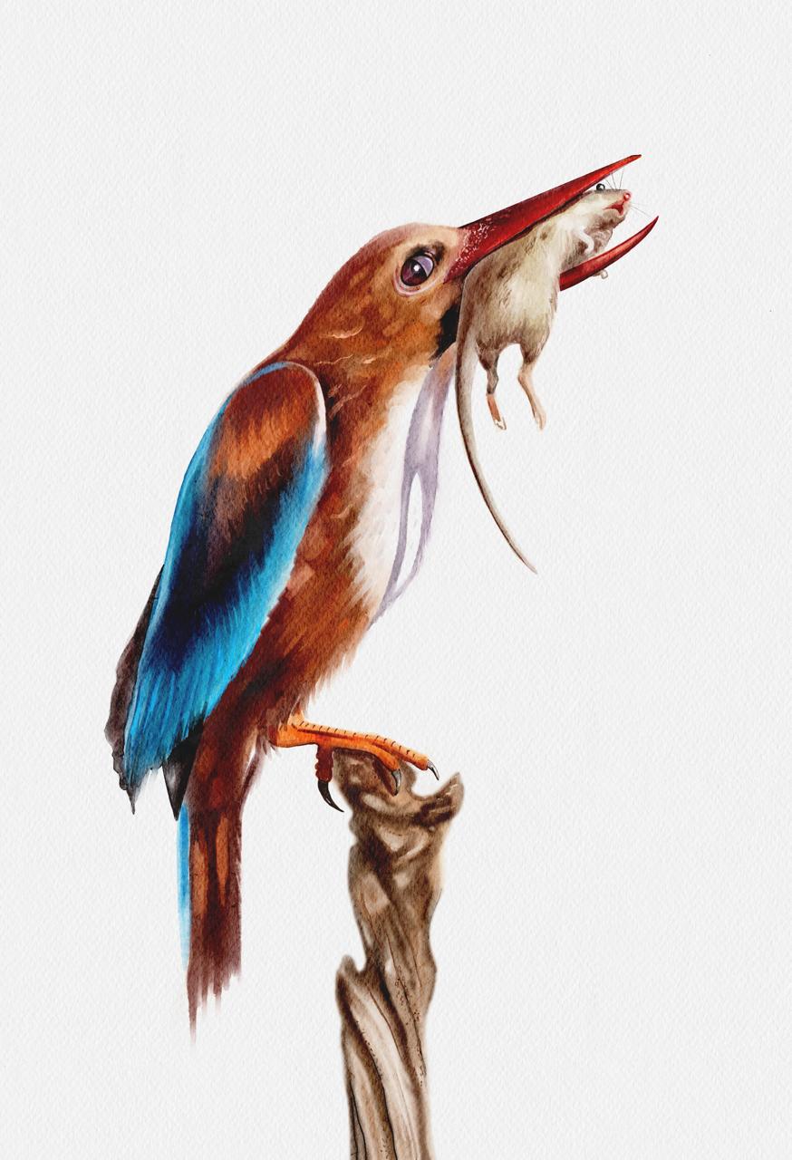 Kingfisher