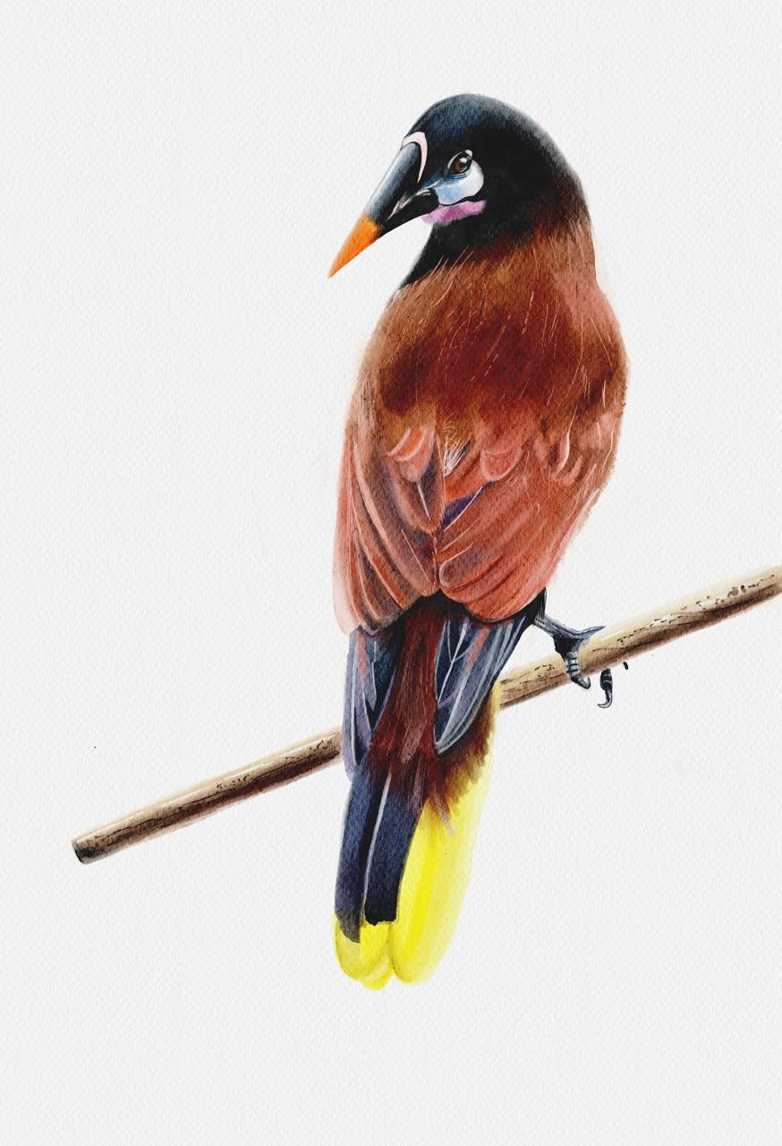 Oropendola