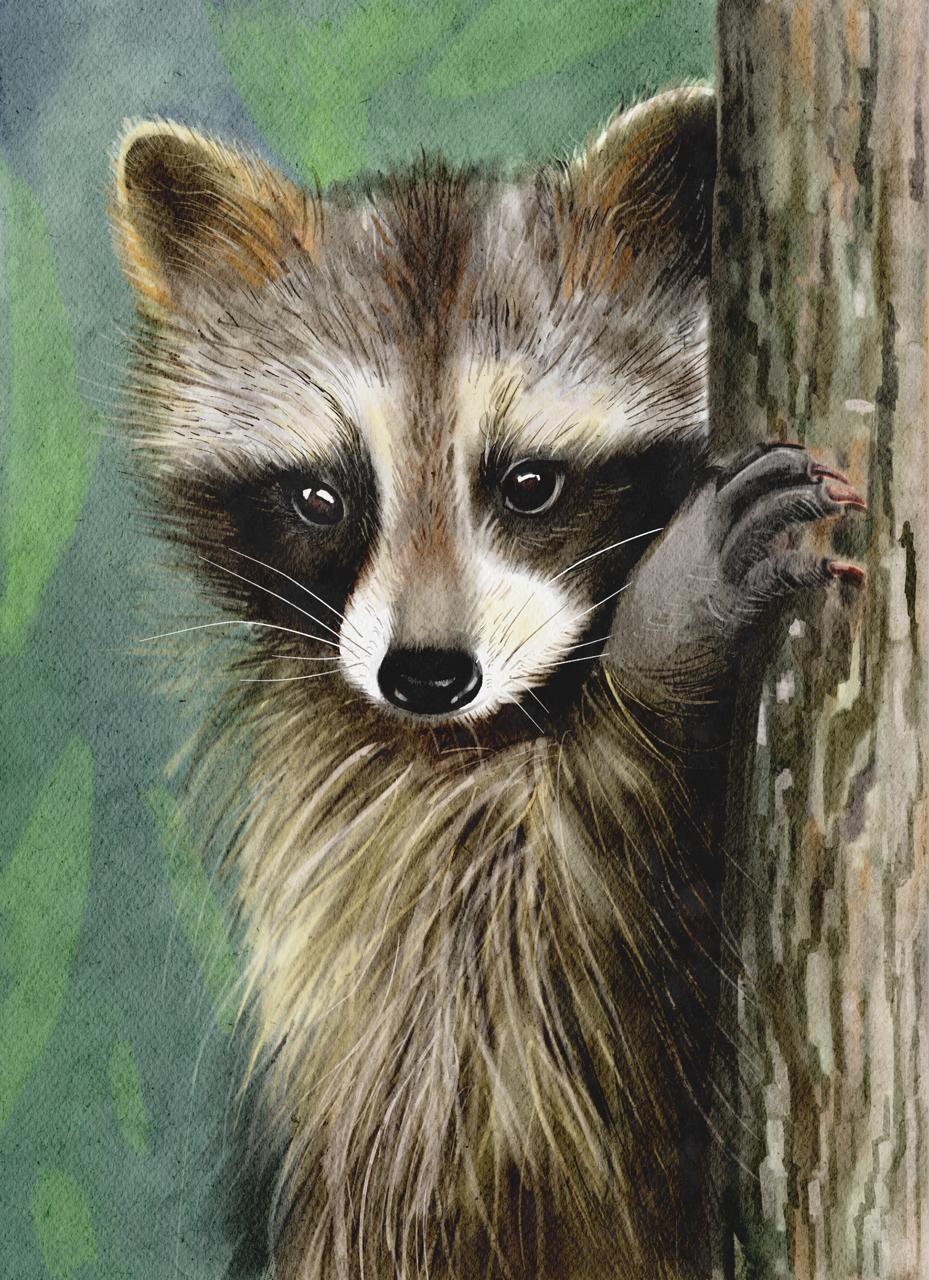 Raccoon