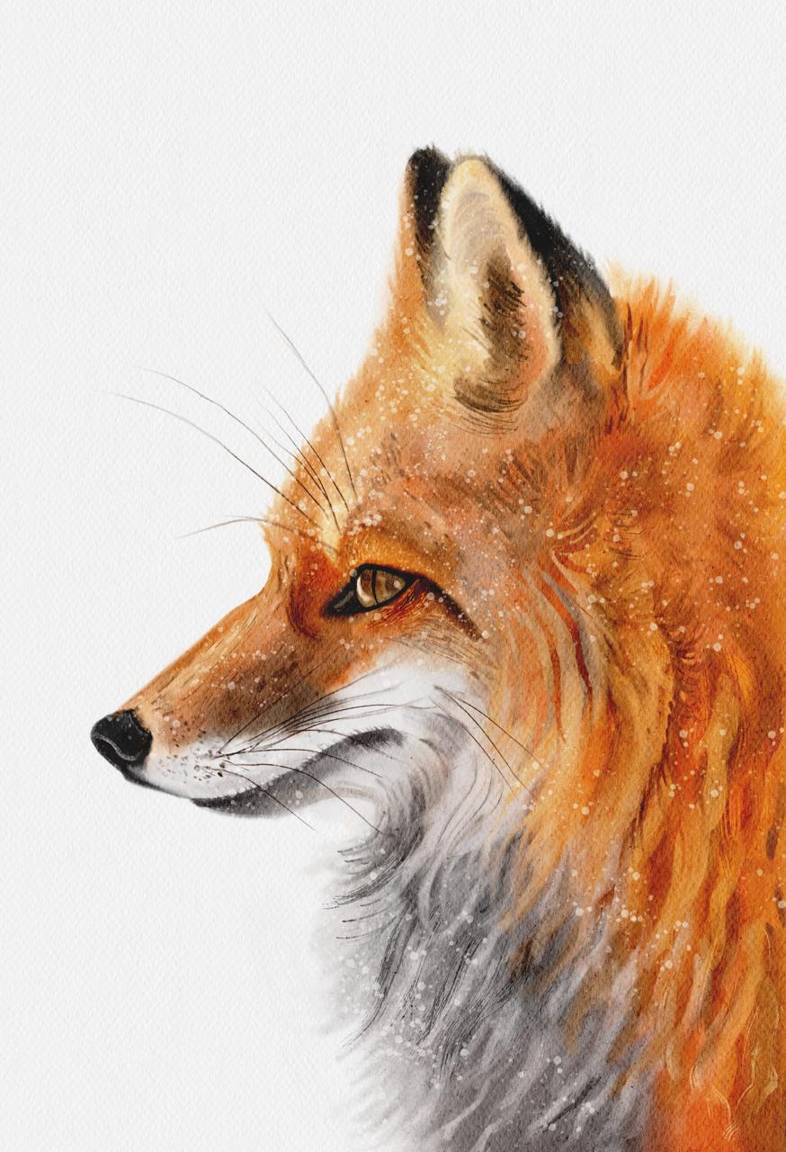 Red fox