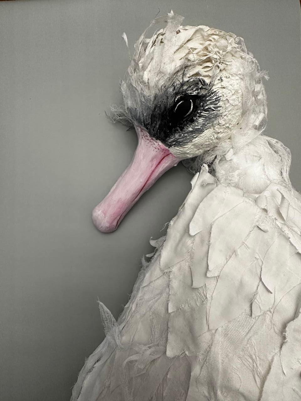 Swan